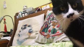 吃瓜娱乐酱抱枕猫,吃瓜娱乐酱带你领略萌宠魅力  第3张